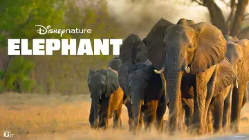 Задник к фильму "Elephant" #1078446