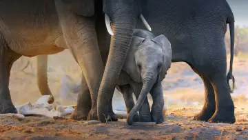Задник к фильму "Elephant" #1078447