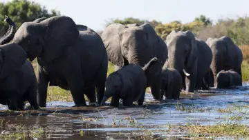 Задник к фильму "Elephant" #1078448