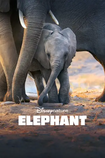 Постер к фильму "Elephant" #1078451