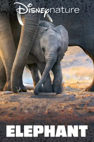 Постер к фильму "Elephant" #1078456