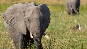Задник к фильму "Elephant" #435588