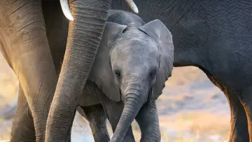 Задник к фильму "Elephant" #435591
