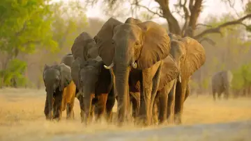 Задник к фильму "Elephant" #435592