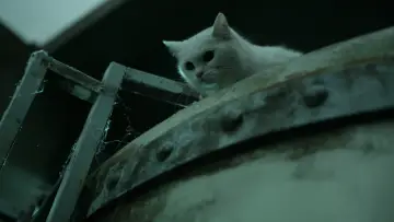 Задник к фильму "고양이: 죽음을 보는 두 개의 눈" #446331