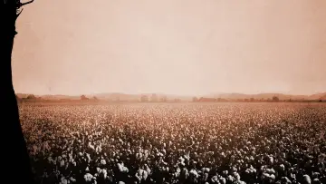 Задник к фильму "12 лет рабства" #181313