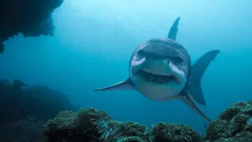 Задник к фильму "Глубокое синее море 3" #871918