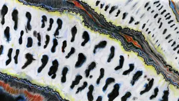 Задник к фильму "Puparia" #636160