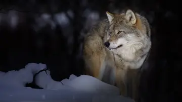 Задник к фильму "Wild Lapland" #1658246