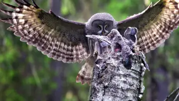 Задник к фильму "Wild Lapland" #1658247