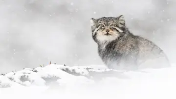 Задник к фильму "La Panthère des neiges" #1028706