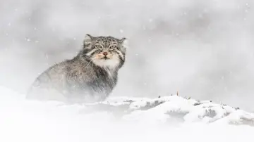 Задник к фильму "La Panthère des neiges" #390740