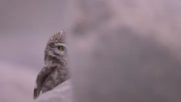 Задник к фильму "La Panthère des neiges" #390743