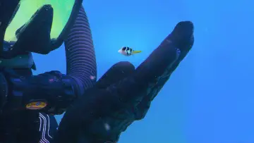 Задник к фильму "Puff: Wonders of the Reef" #423787