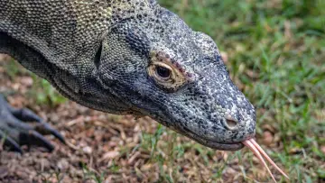 Задник к фильму "Dragons of Komodo" #1153496