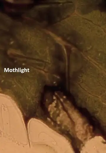 Постер к фильму "Mothlight" #703590