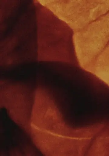 Постер к фильму "Mothlight" #703595