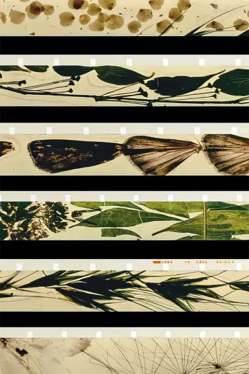 Постер к фильму "Mothlight" #703605