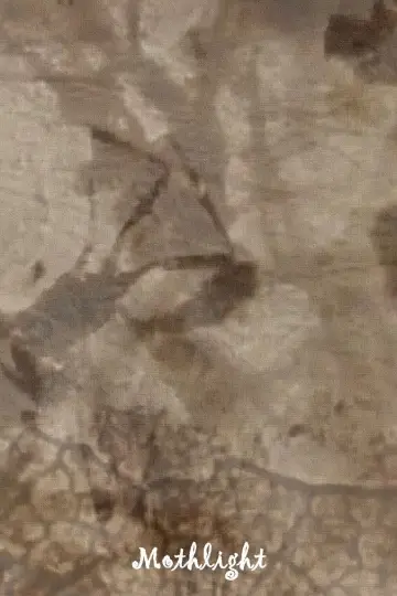 Постер к фильму "Mothlight" #703608