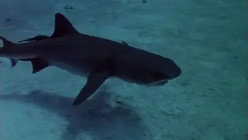 Задник к фильму "Sharks