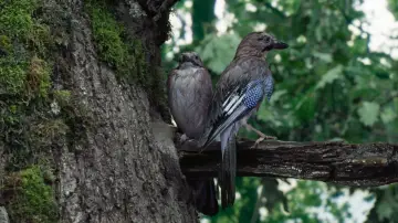 Задник к фильму "Le Chêne" #198316