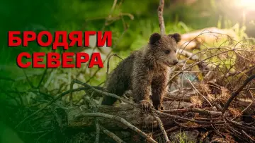 Задник к фильму "Бродяги Севера" #1182268
