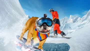 Задник к фильму "Powder Pup" #443575