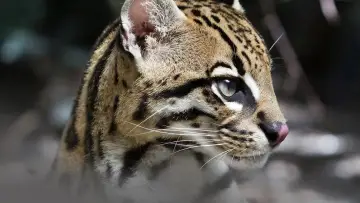 Задник к фильму "Deep in the Heart: A Texas Wildlife Story" #1040952