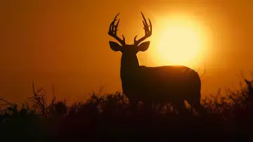 Задник к фильму "Deep in the Heart: A Texas Wildlife Story" #402655