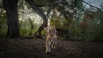 Задник к фильму "Deep in the Heart: A Texas Wildlife Story" #402656