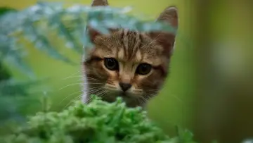 Задник к фильму "Мой котик и я" #1023372
