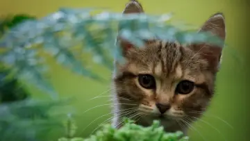 Задник к фильму "Мой котик и я" #385338