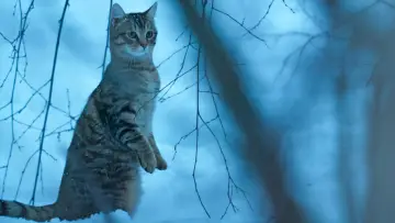 Задник к фильму "Мой котик и я" #385340