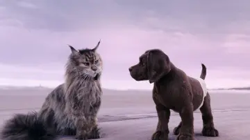 Задник к фильму "Кот и пёс" #429750