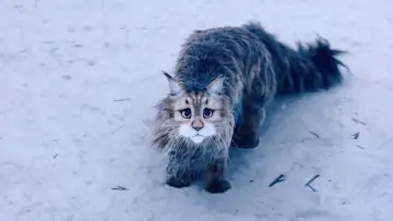 Задник к фильму "Кот и пёс" #429751