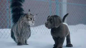 Задник к фильму "Кот и пёс" #429752