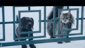 Задник к фильму "Кот и пёс" #429764