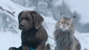 Задник к фильму "Кот и пёс" #429782
