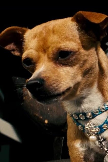 Фото Честер Чихуахуа (Chester the Chihuahua)