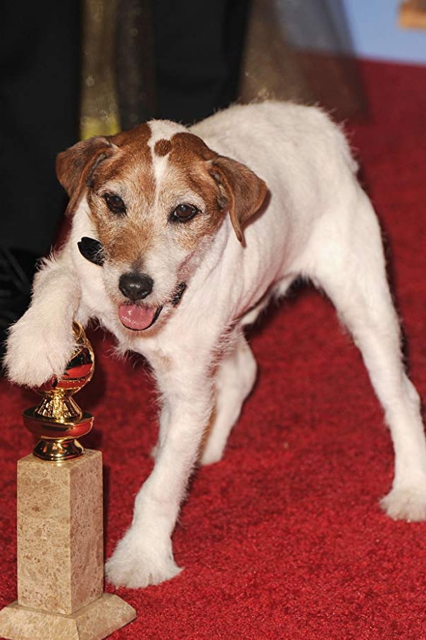 Фото Uggie
