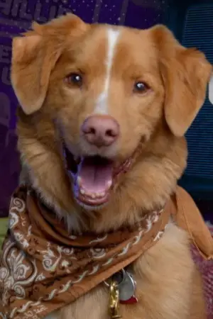 Фото  (Indy the Dog) #358220