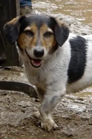 Фото  (Strapper) #182845