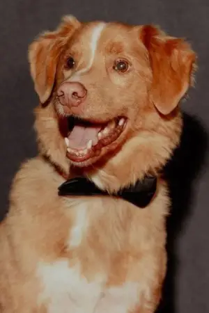 Фото  (Indy the Dog) #358216