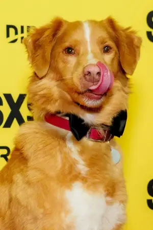 Фото  (Indy the Dog) #358218