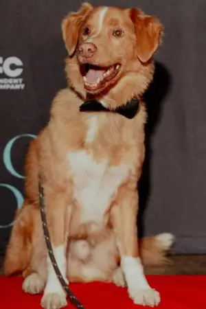 Фото  (Indy the Dog) #358217