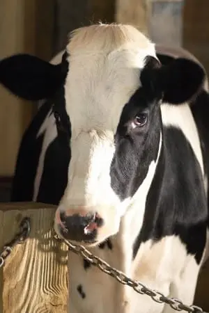 Фото Реба Макинтайр (Reba McEntire) #71621