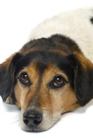 Фото  (Strapper) #182843