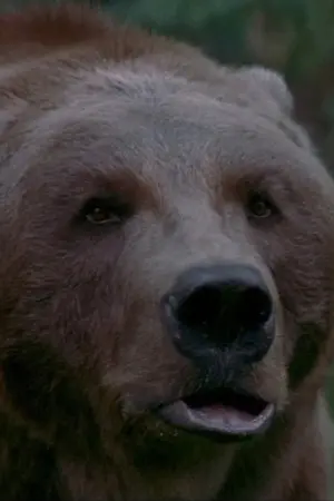 Фото Барт Медведь (Bart the Bear) #29487