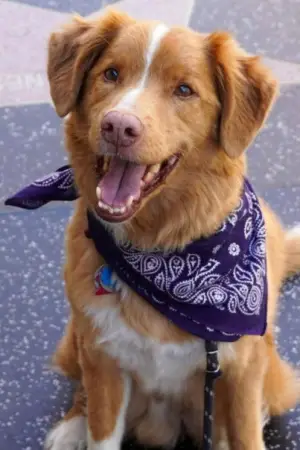 Фото  (Indy the Dog) #358221