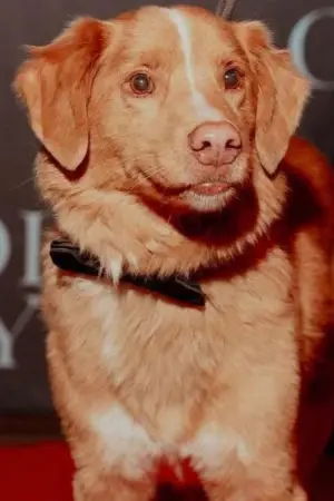 Фото  (Indy the Dog) #358219